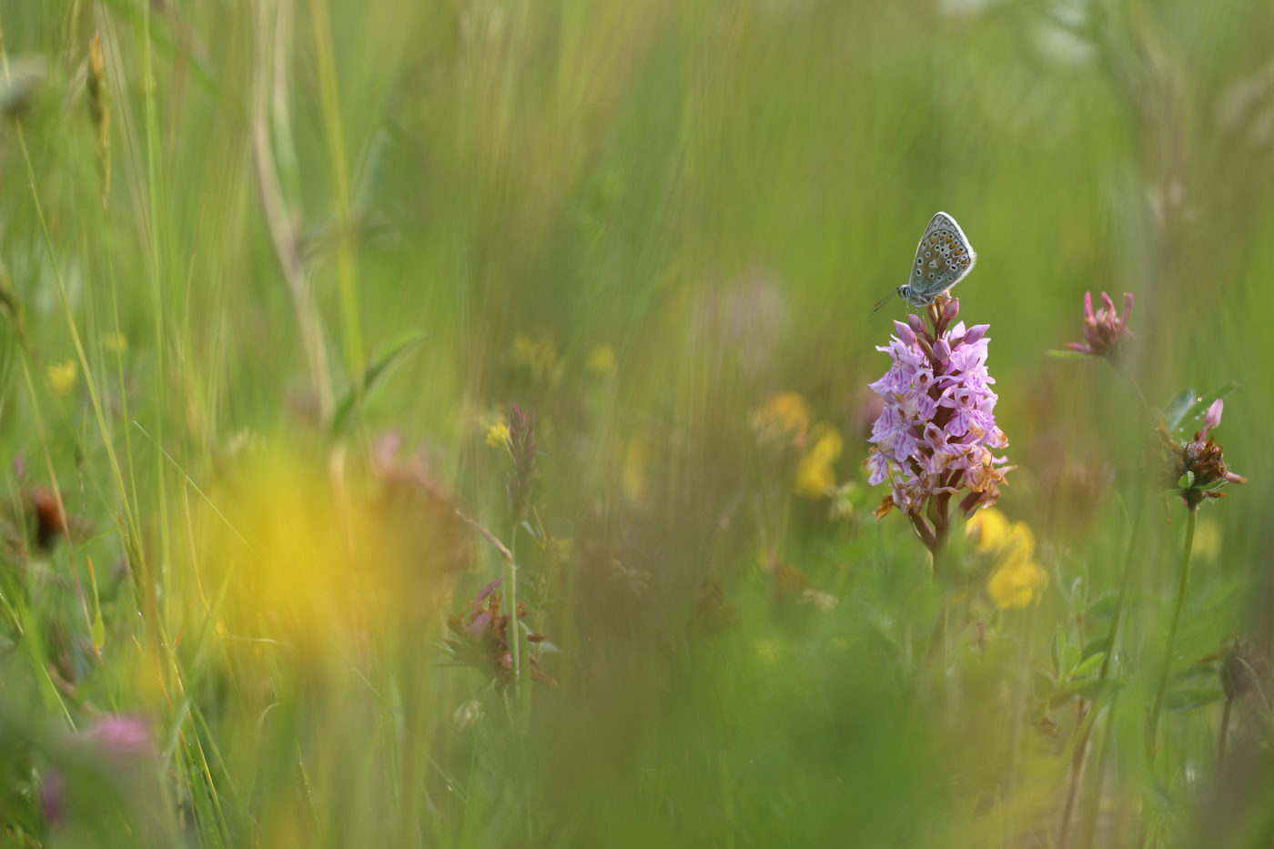 Common blue butterfly, Polyommatus icarus