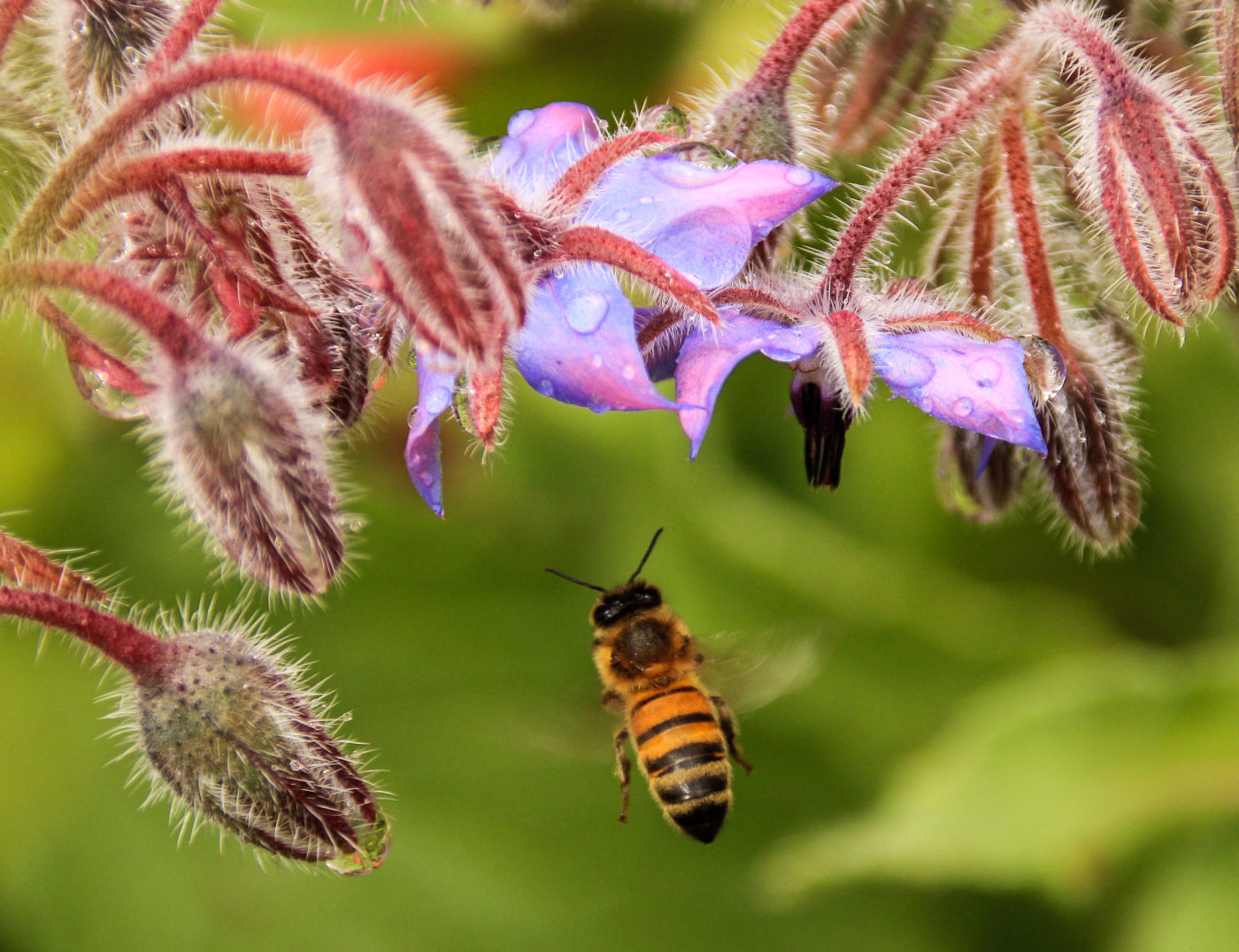 Bee flying near purple flowers and buds