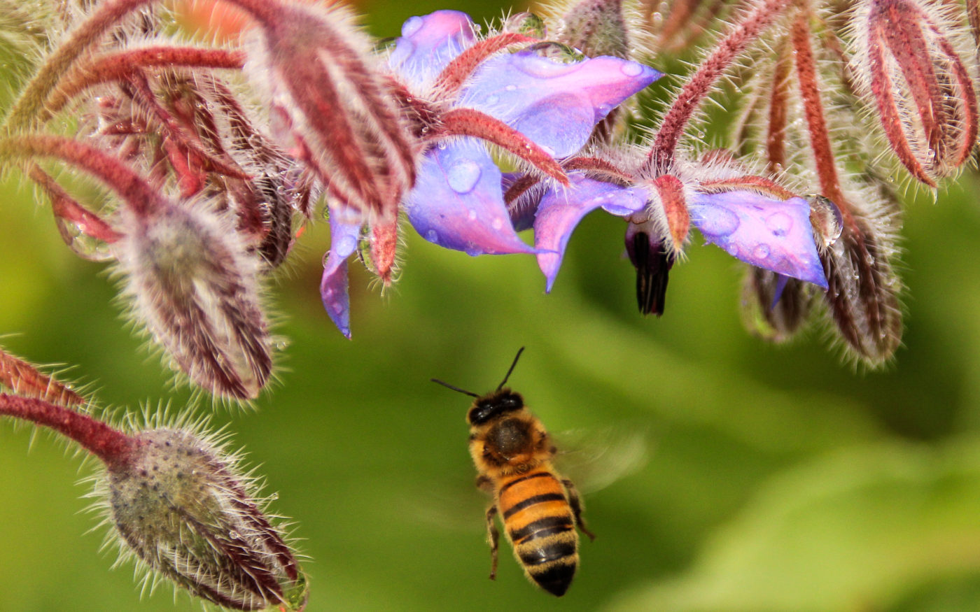 Bee flying near purple flowers and buds