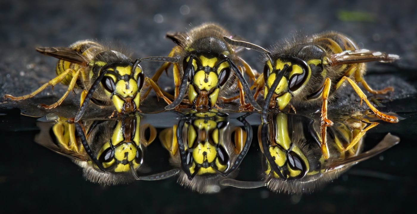 German wasps, Vespula germanica, drinking