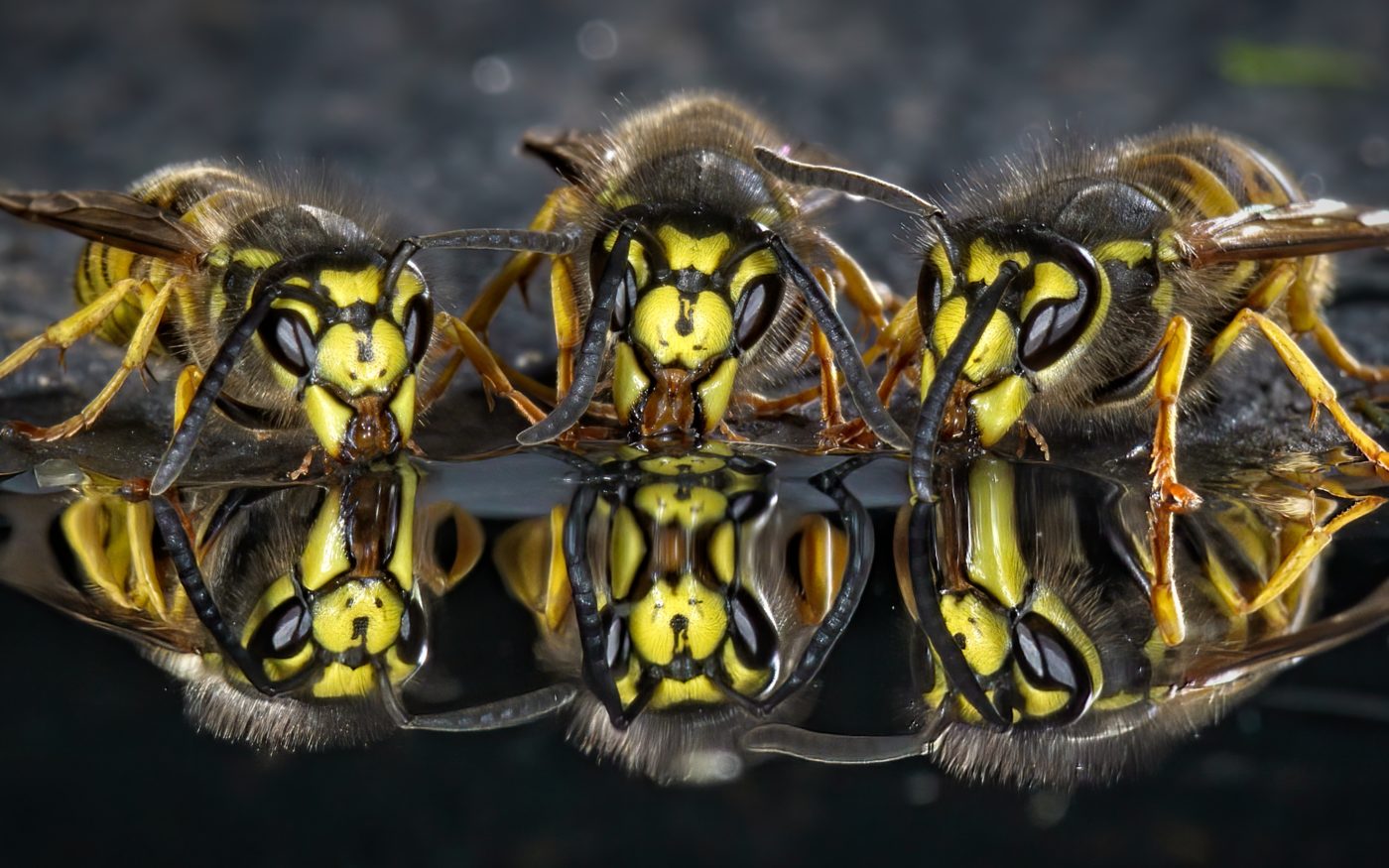 German wasps, Vespula germanica, drinking