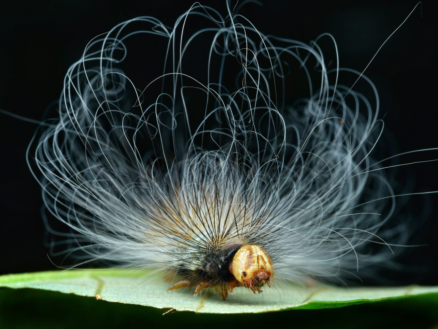 Hairy caterpillar on a leaf