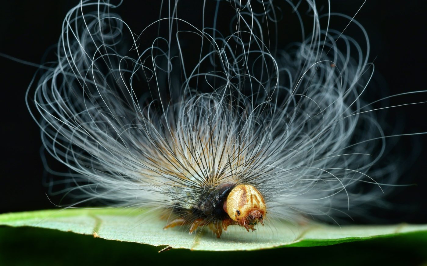 Hairy caterpillar on a leaf