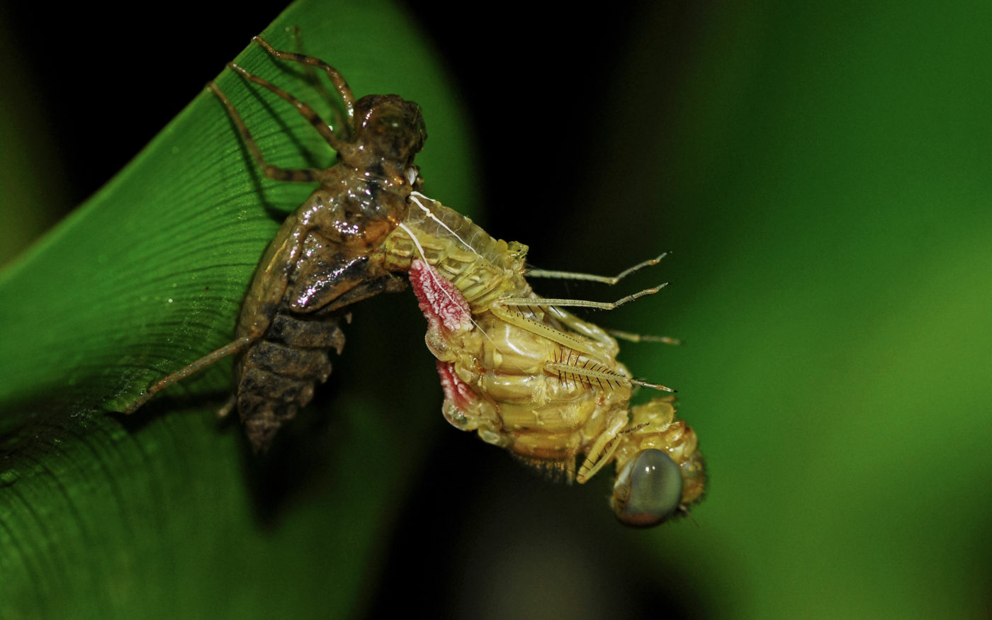 A dragonfly emerging from its nymph