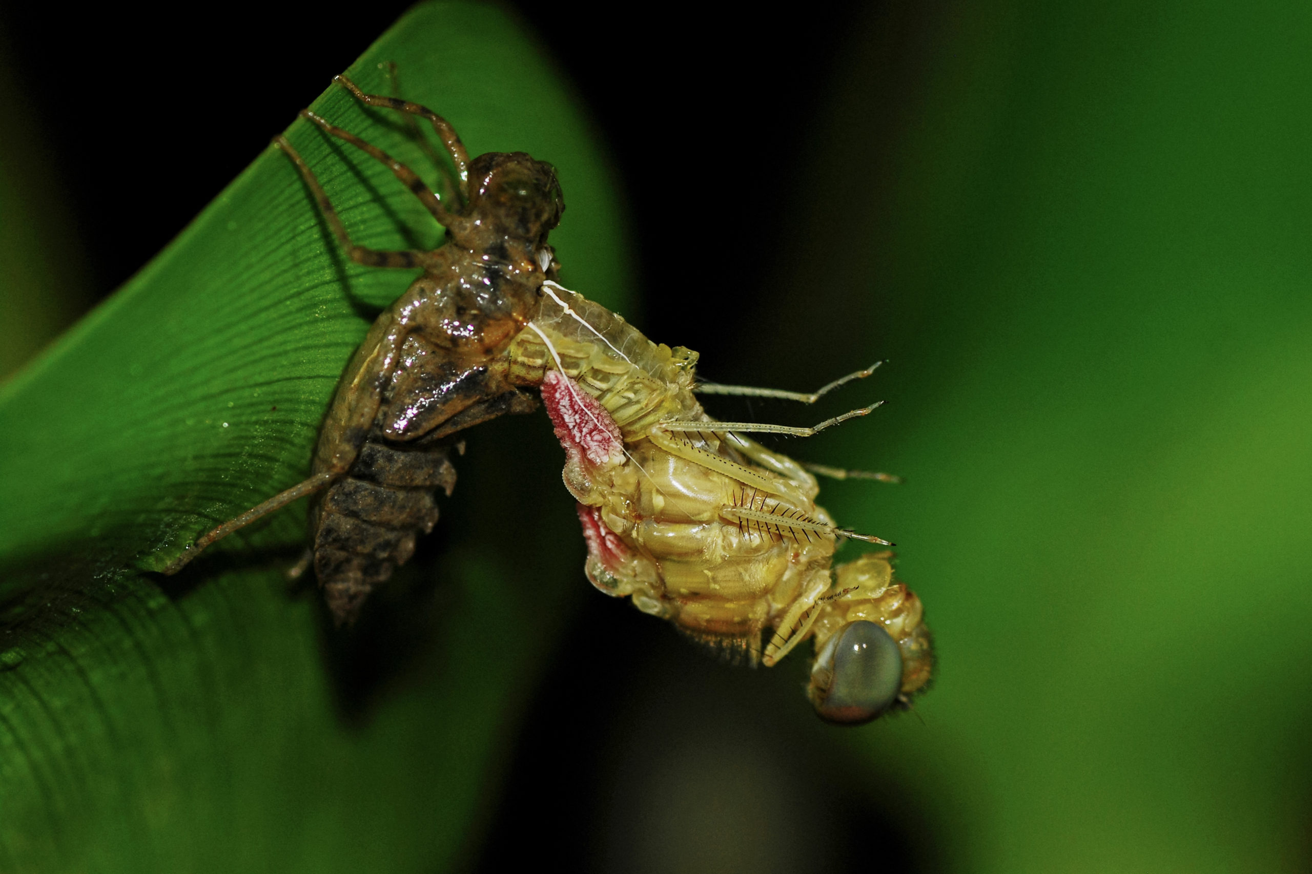 A dragonfly emerging from its nymph