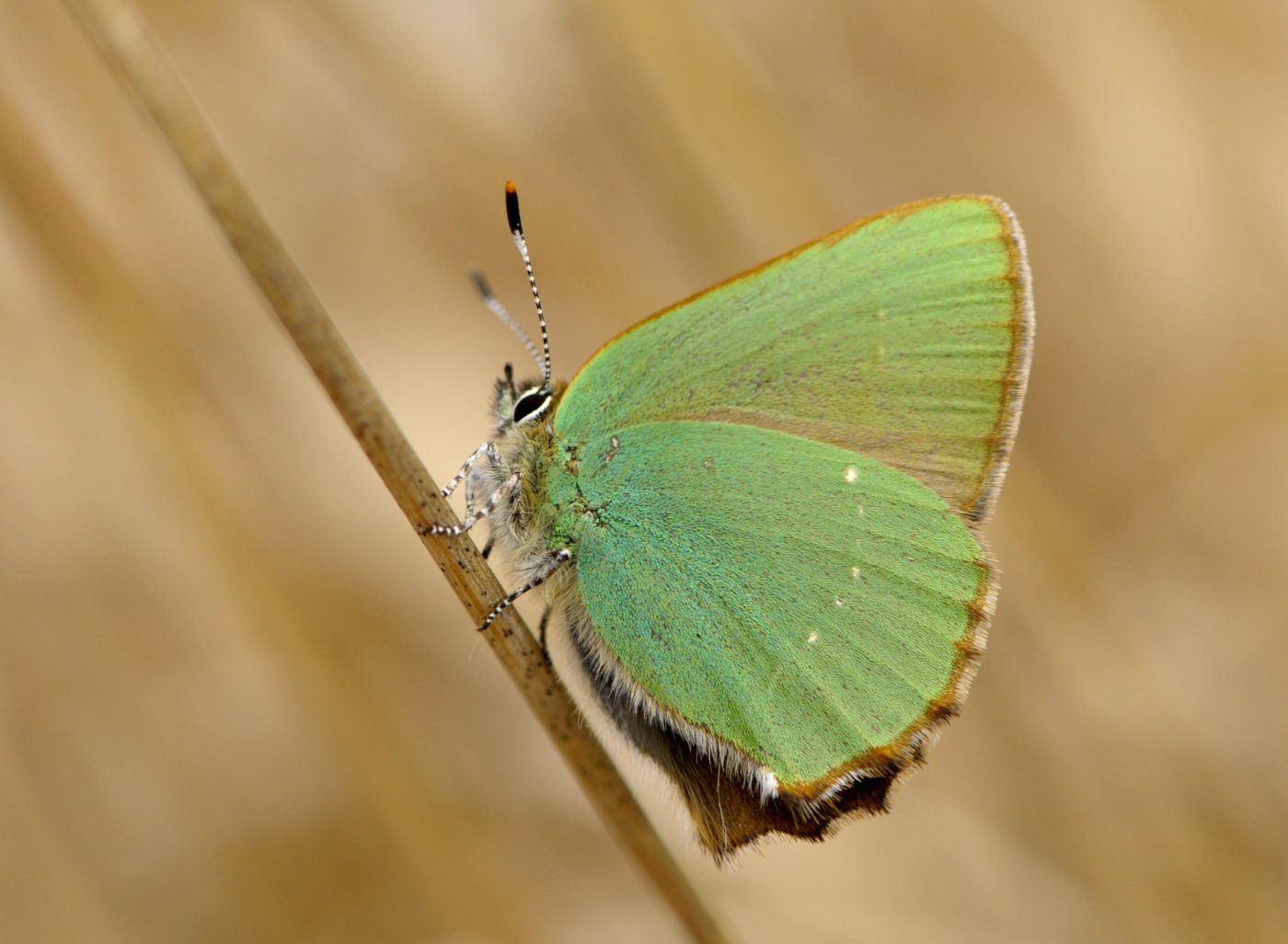 Green Hairstreak, Callophrys rubi