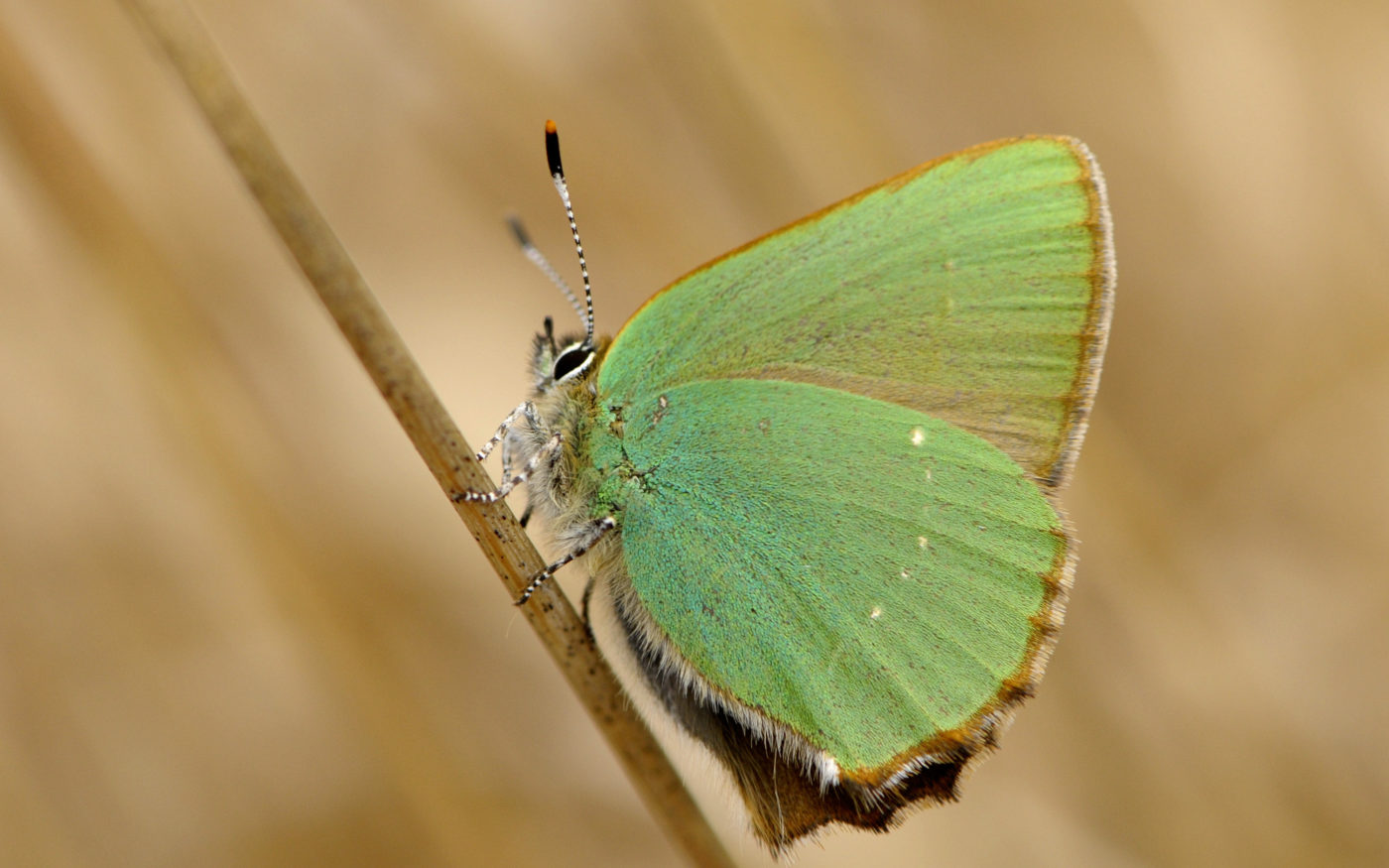 Green Hairstreak, Callophrys rubi