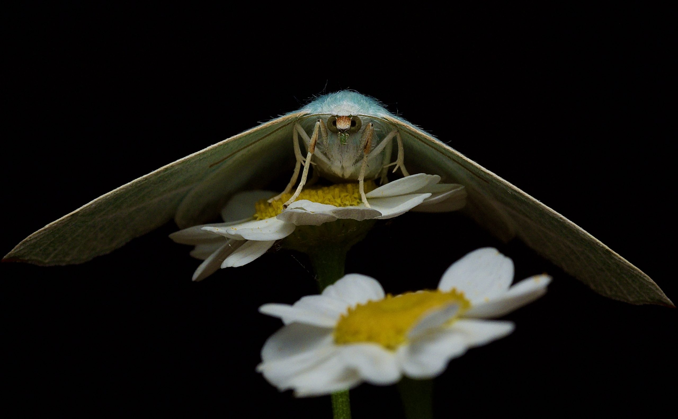 Small emerald moth, Hemistola chrysoprasaria