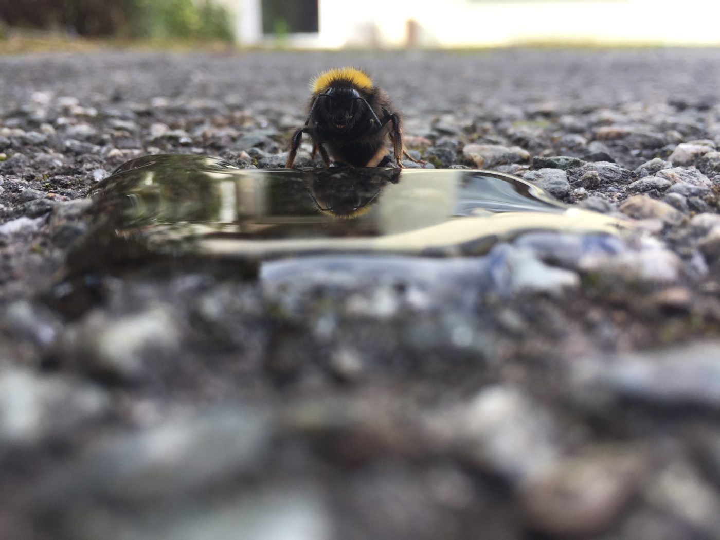 Low level view of a bee on a piece of metal or glass