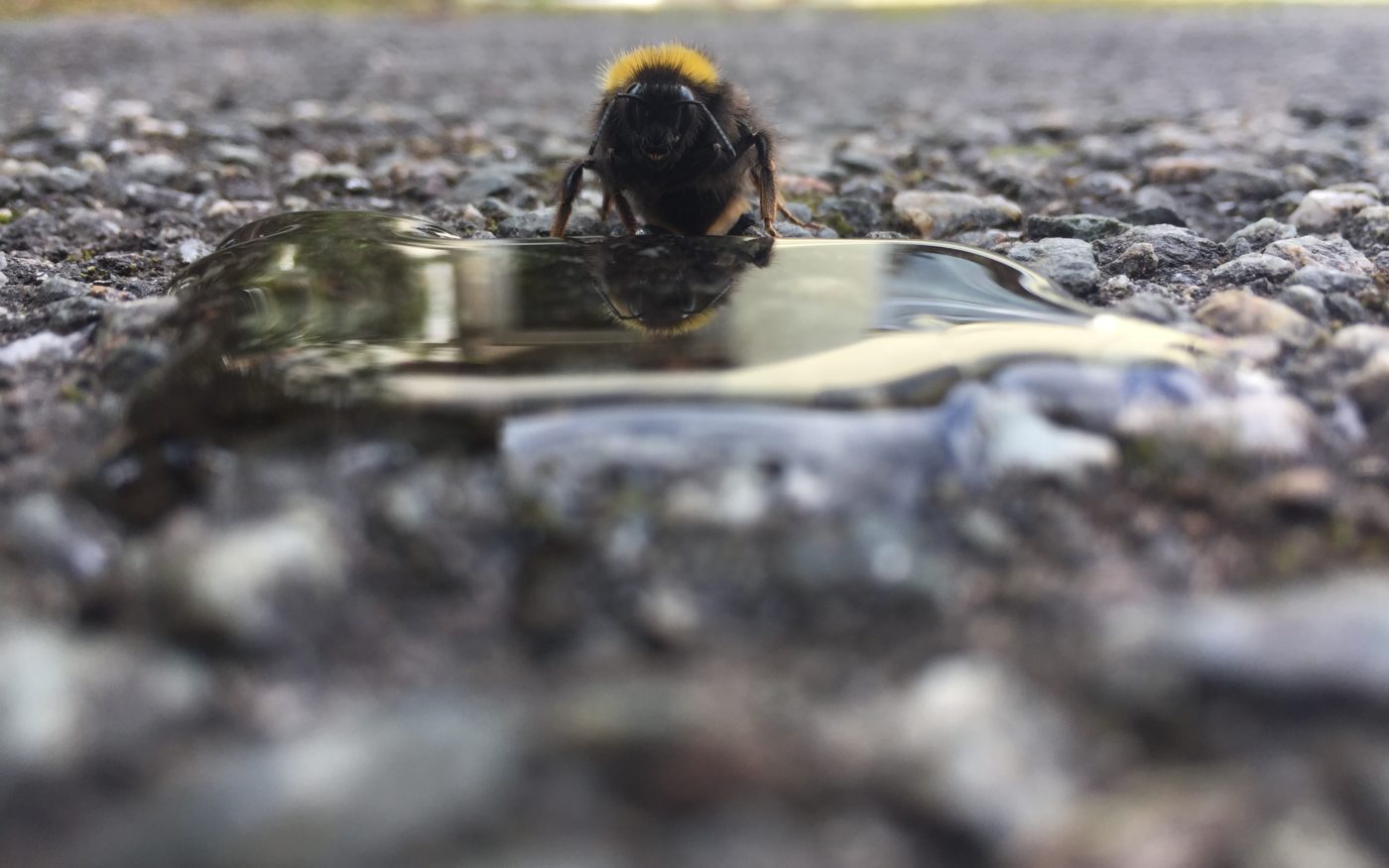 Low level view of a bee on a piece of metal or glass