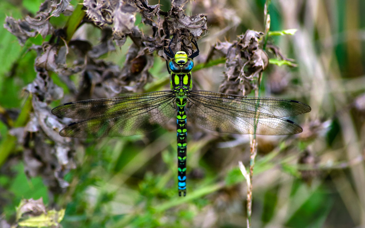 Southern Hawker dragonfly, Aeshna cyanea