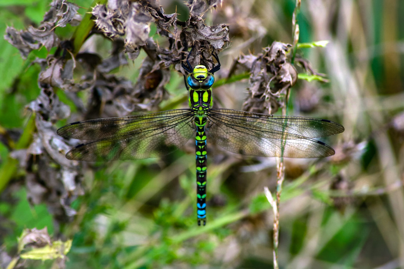 Southern Hawker dragonfly, Aeshna cyanea