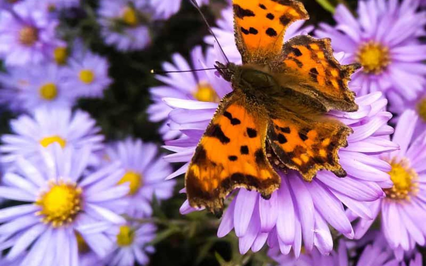 Comma butterfly, Polygonia c-album, on purple and yellow flowers