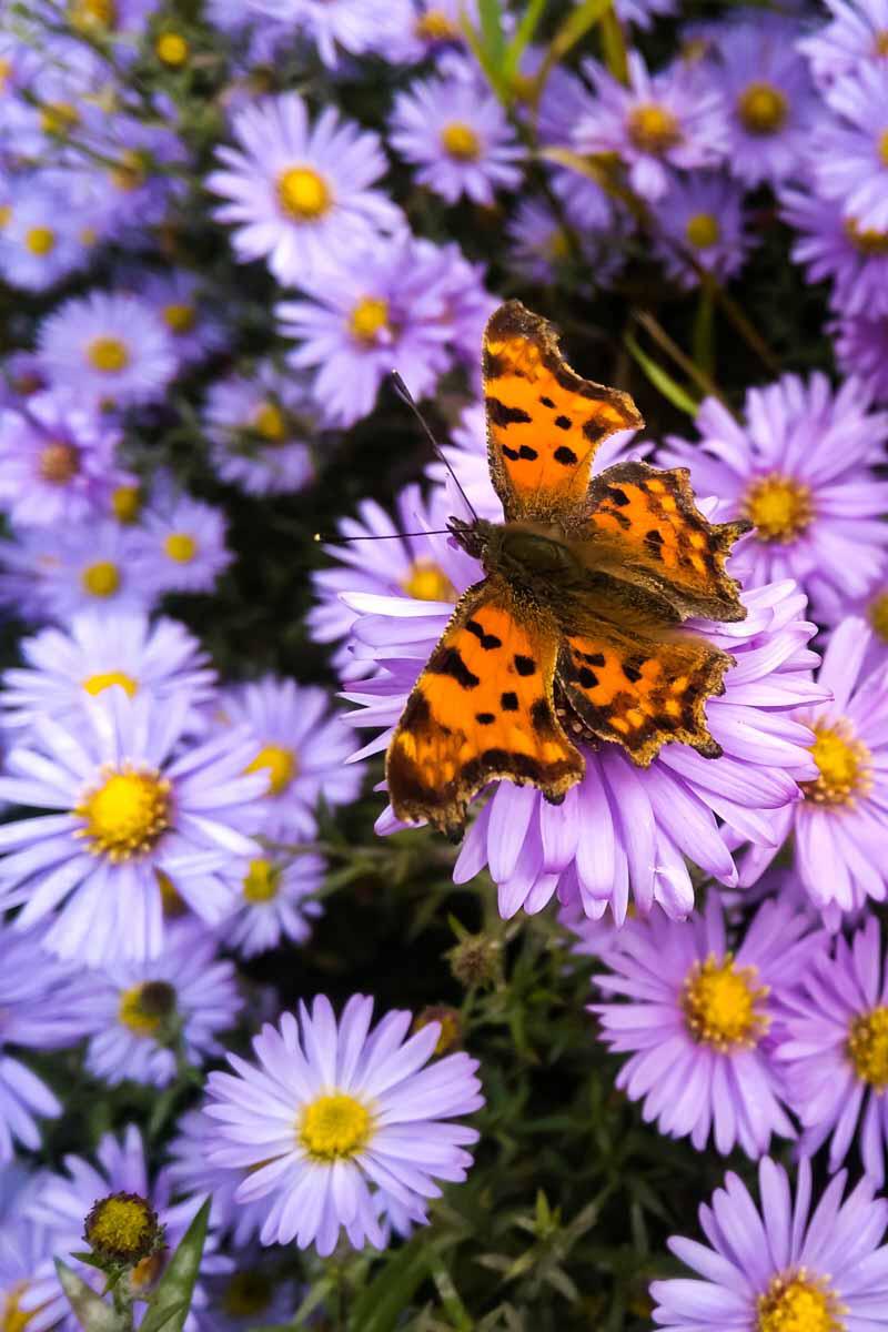 Comma butterfly, Polygonia c-album, on purple and yellow flowers