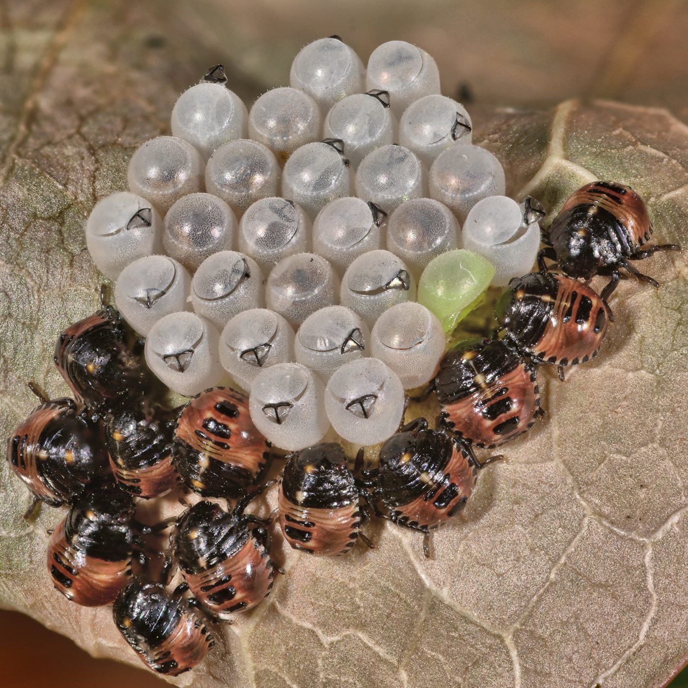 Ten Common green shieldbugs, Palomena prasina, are emerging from their eggs, 17 have emerged leaving egg cases and beaks, and one has failed and is still green.