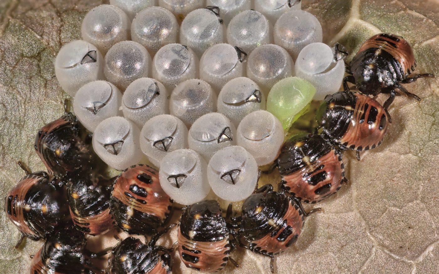 Ten Common green shieldbugs, Palomena prasina, are emerging from their eggs, 17 have emerged leaving egg cases and beaks, and one has failed and is still green.