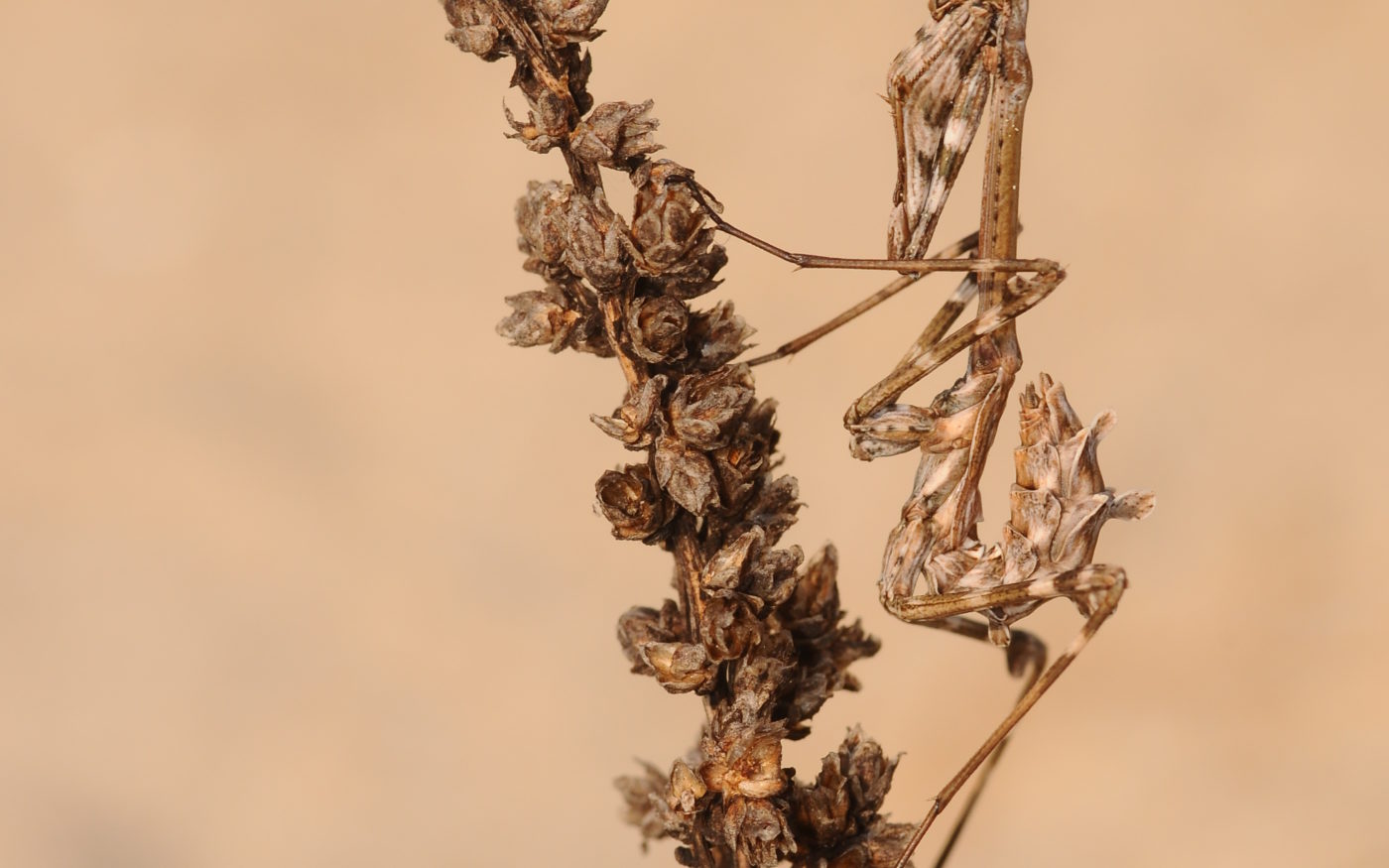 Brown Conehead mantis, Empusa pennata, on a brown plant