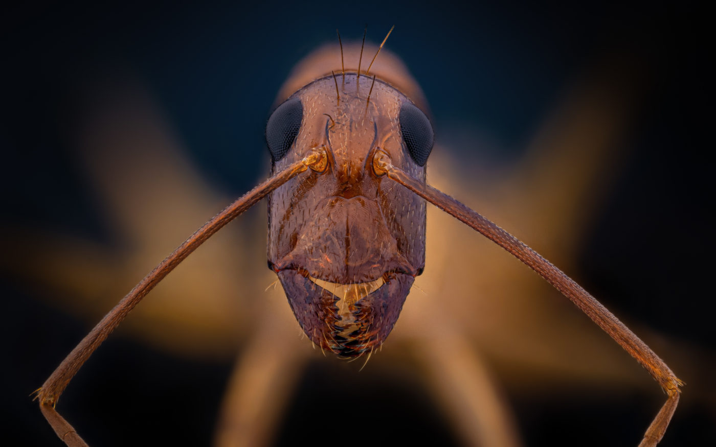 African carpenter ant, Camponotus maculatus