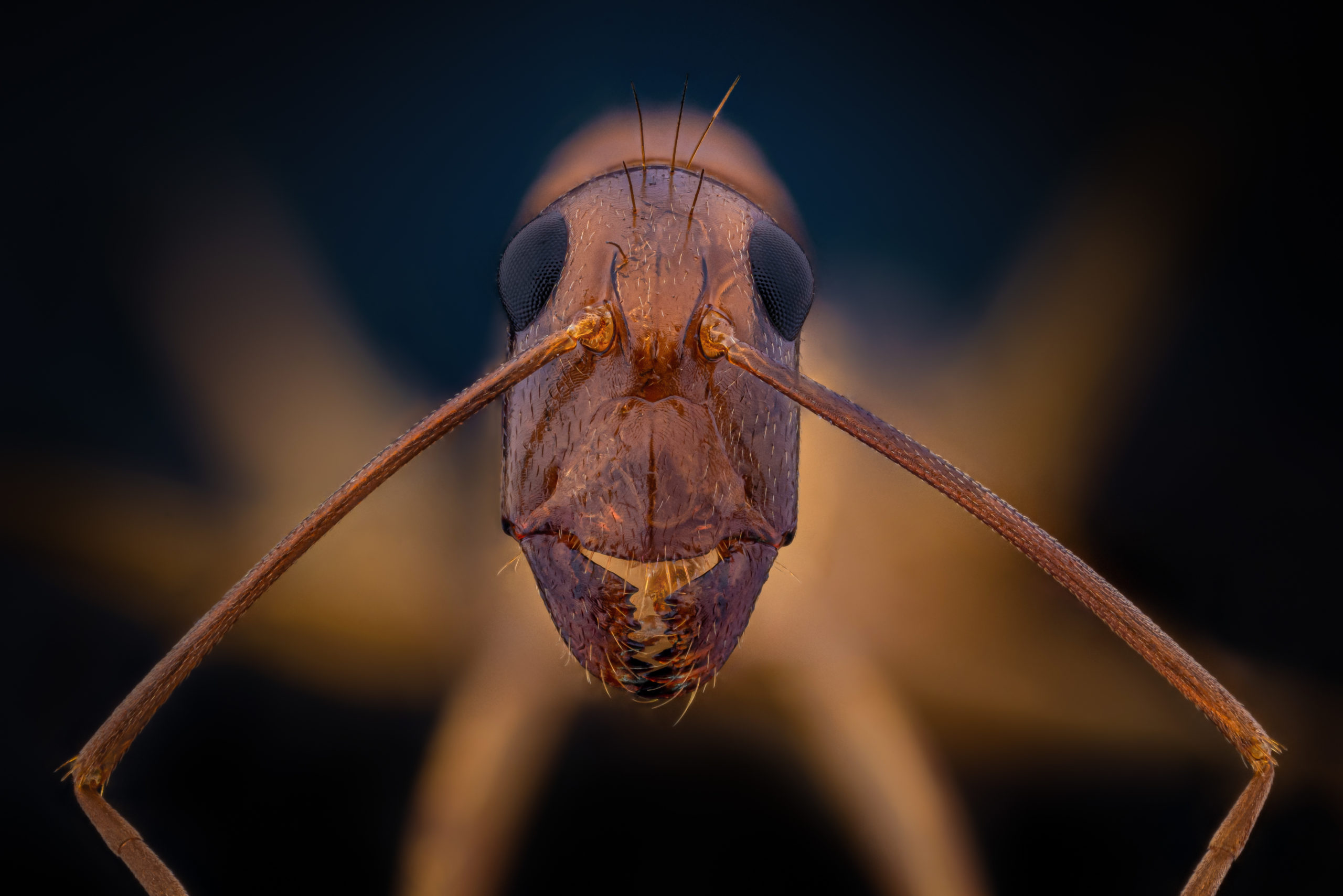 African carpenter ant, Camponotus maculatus