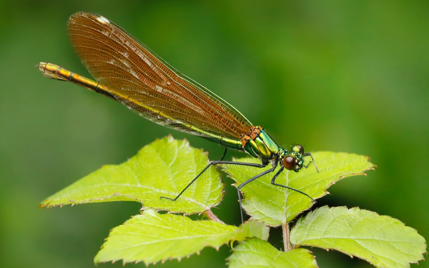 Female Banded Demoiselle (Damselfly), Calopteryx splendens