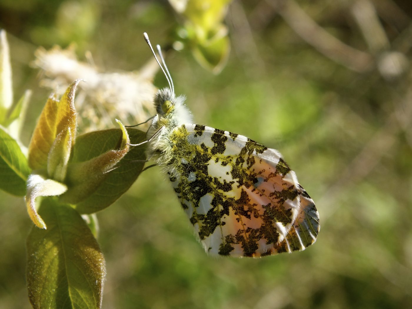 Orange-tip butterfly, Anthocharis cardamines, on a light green leaf