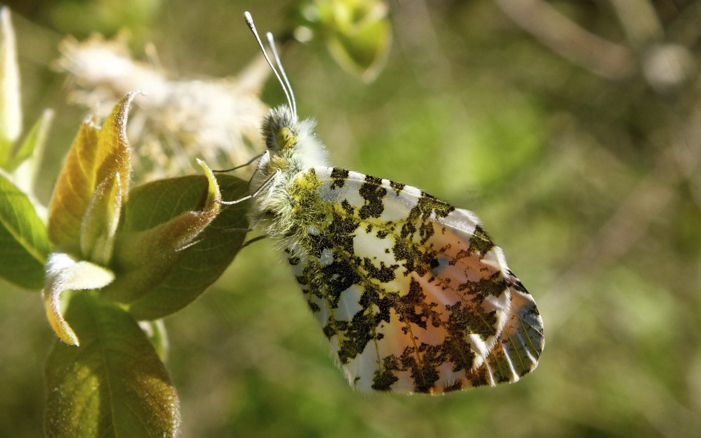 Orange-tip butterfly, Anthocharis cardamines, on a light green leaf