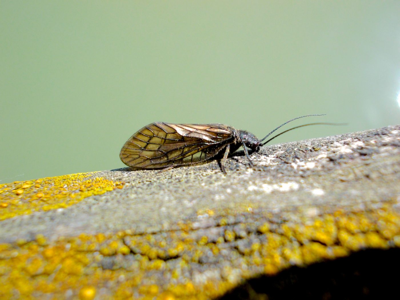 Alder Fly, Sialis lutaria