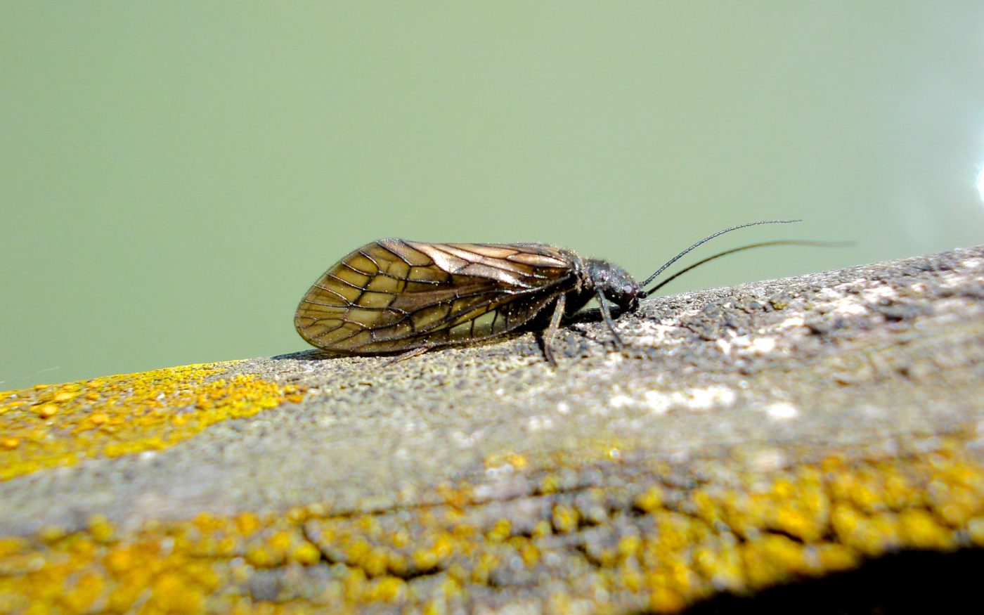 Alder Fly, Sialis lutaria