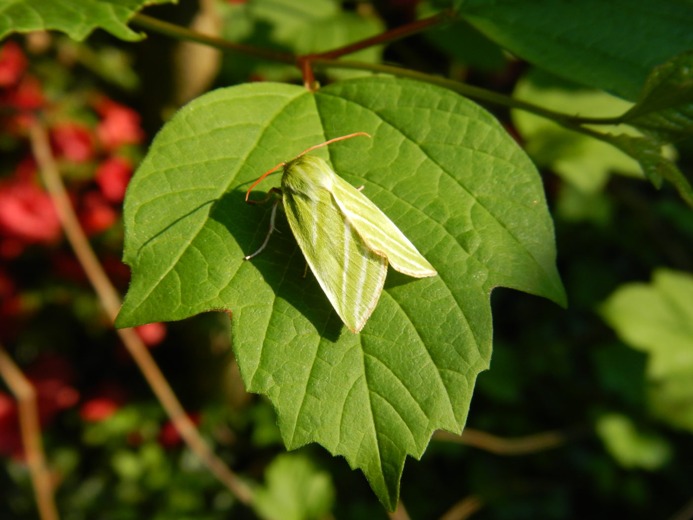 Green Silver-lines moth, Pseudoips prasinana, on a green leaf