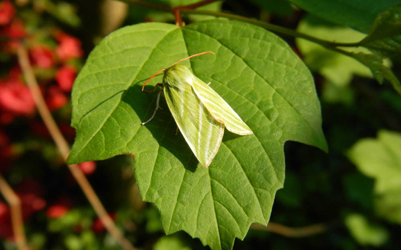 Green Silver-lines moth, Pseudoips prasinana, on a green leaf