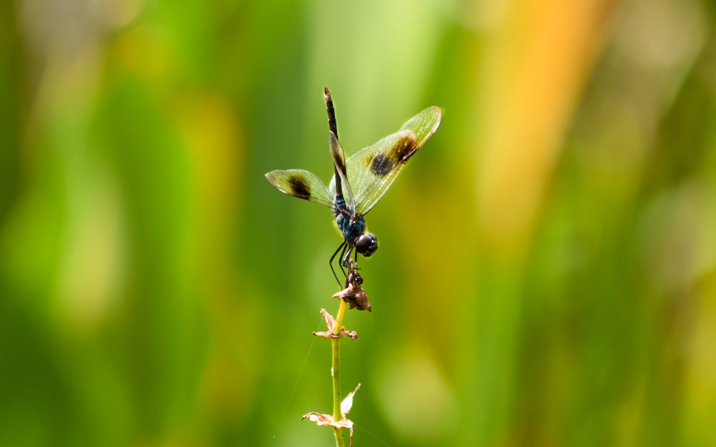 Dragonfly on a seed head