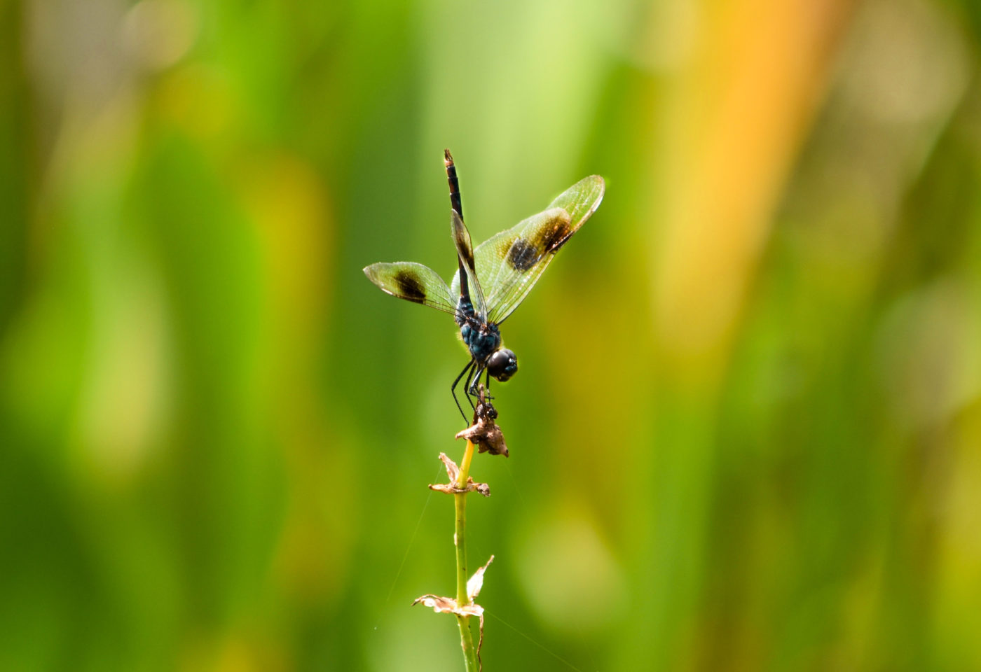 Dragonfly on a seed head