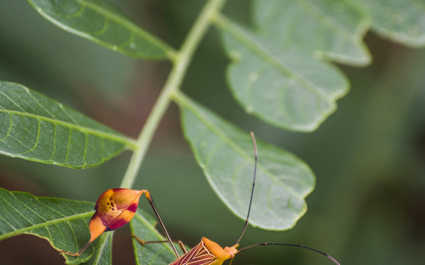 Flag-footed Bug on a green leaf