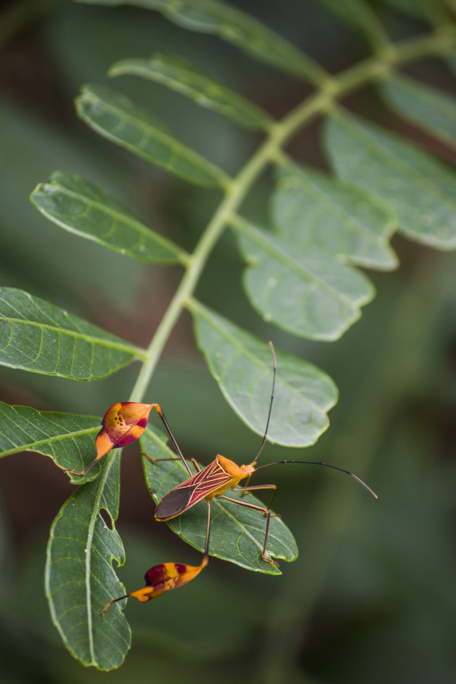 Flag-footed Bug on a green leaf