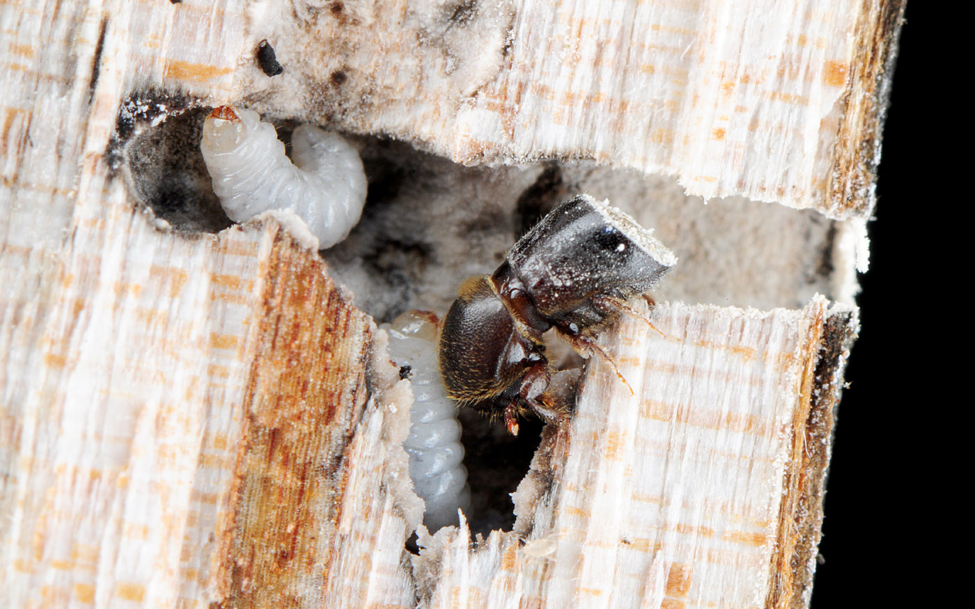 Southeast Asian Ambrosia Beetle, Xylosandrus brevis