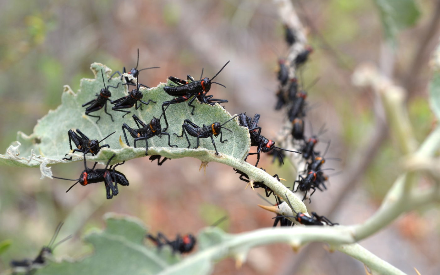Grasshopper nymphs on a leaf