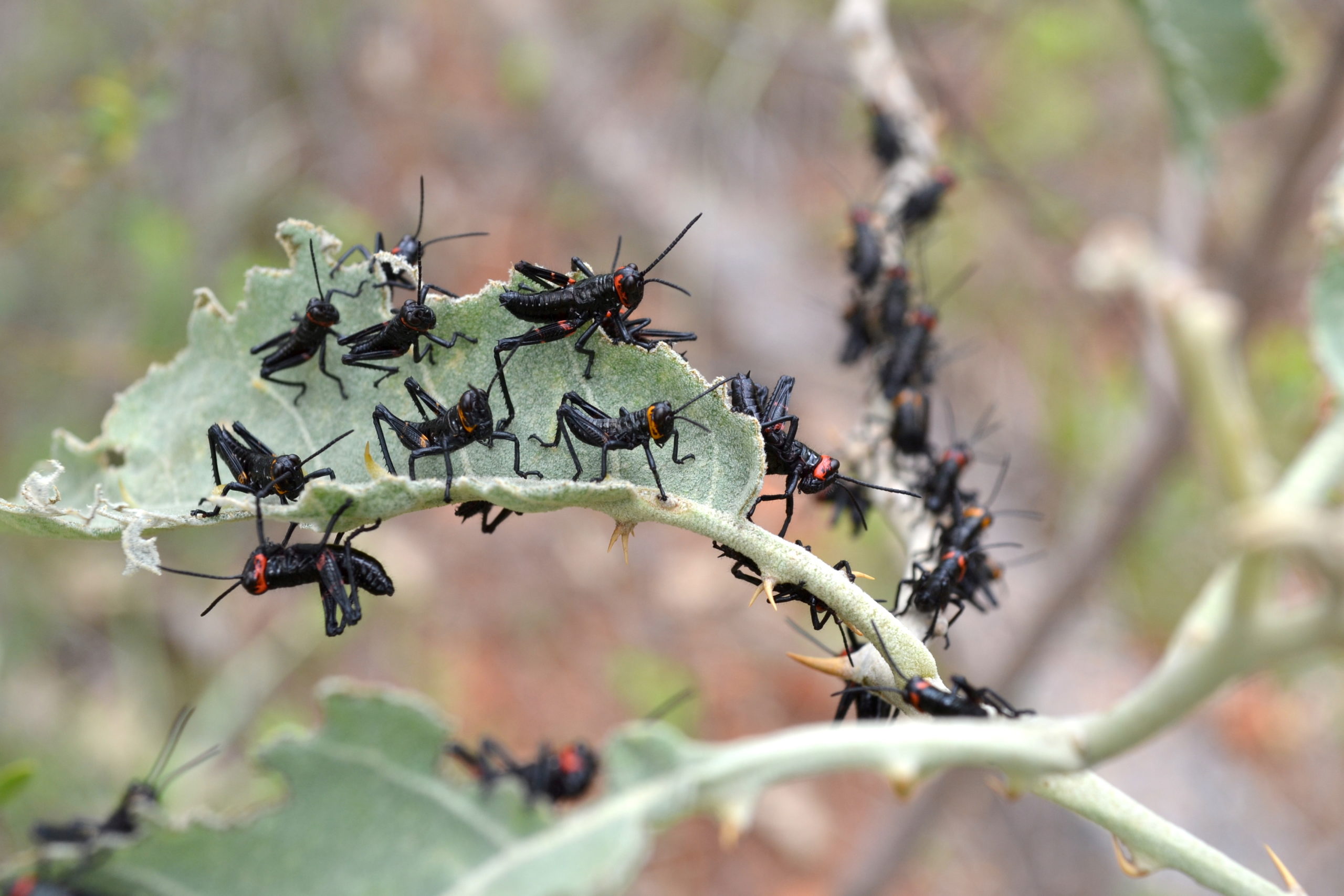 Grasshopper nymphs on a leaf