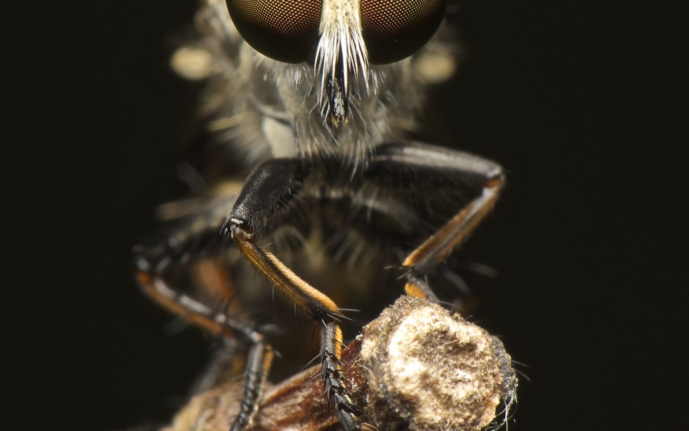 A robber fly poised on a stem, against a dark background