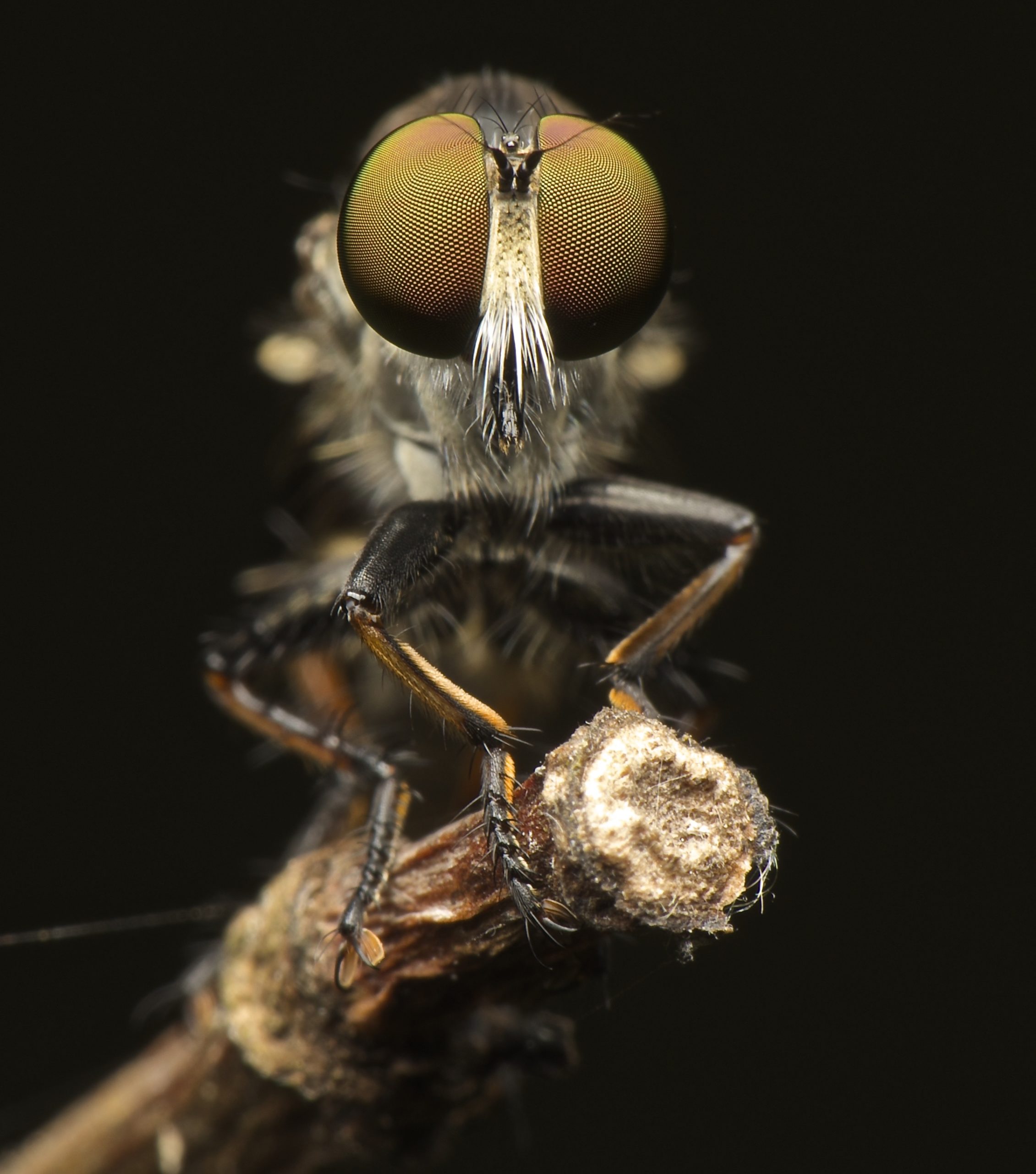 A robber fly poised on a stem, against a dark background