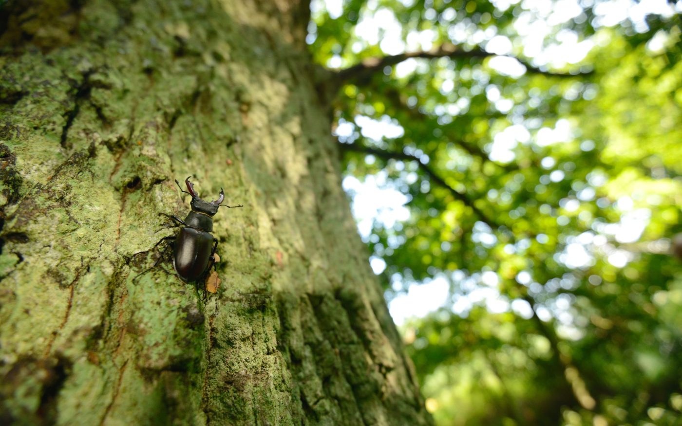 Stag Beetle, Lucanus cervus, climbing up a tree trunk