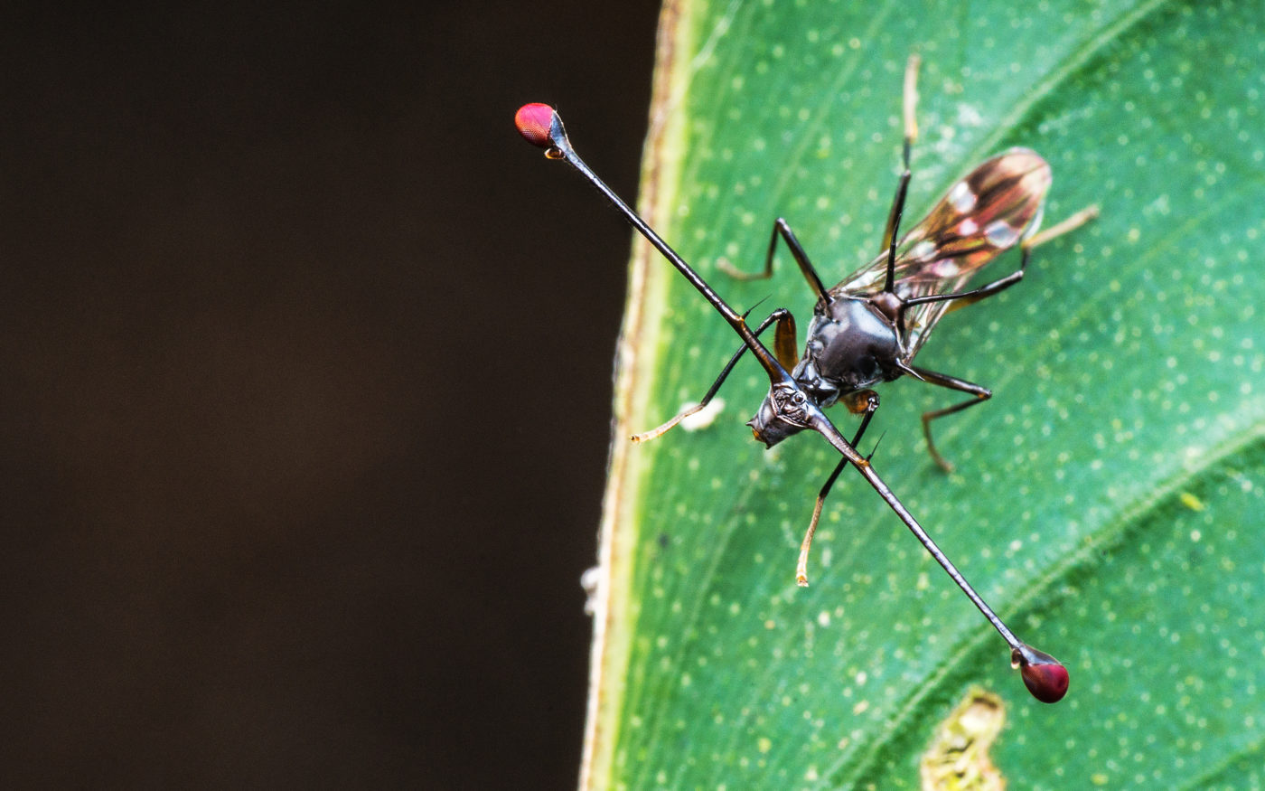 Close up image of a Stalk-eyed fly, family Diopsidae, on a leaf