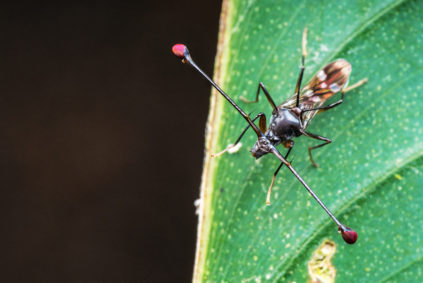 Close up image of a Stalk-eyed fly, family Diopsidae, on a leaf