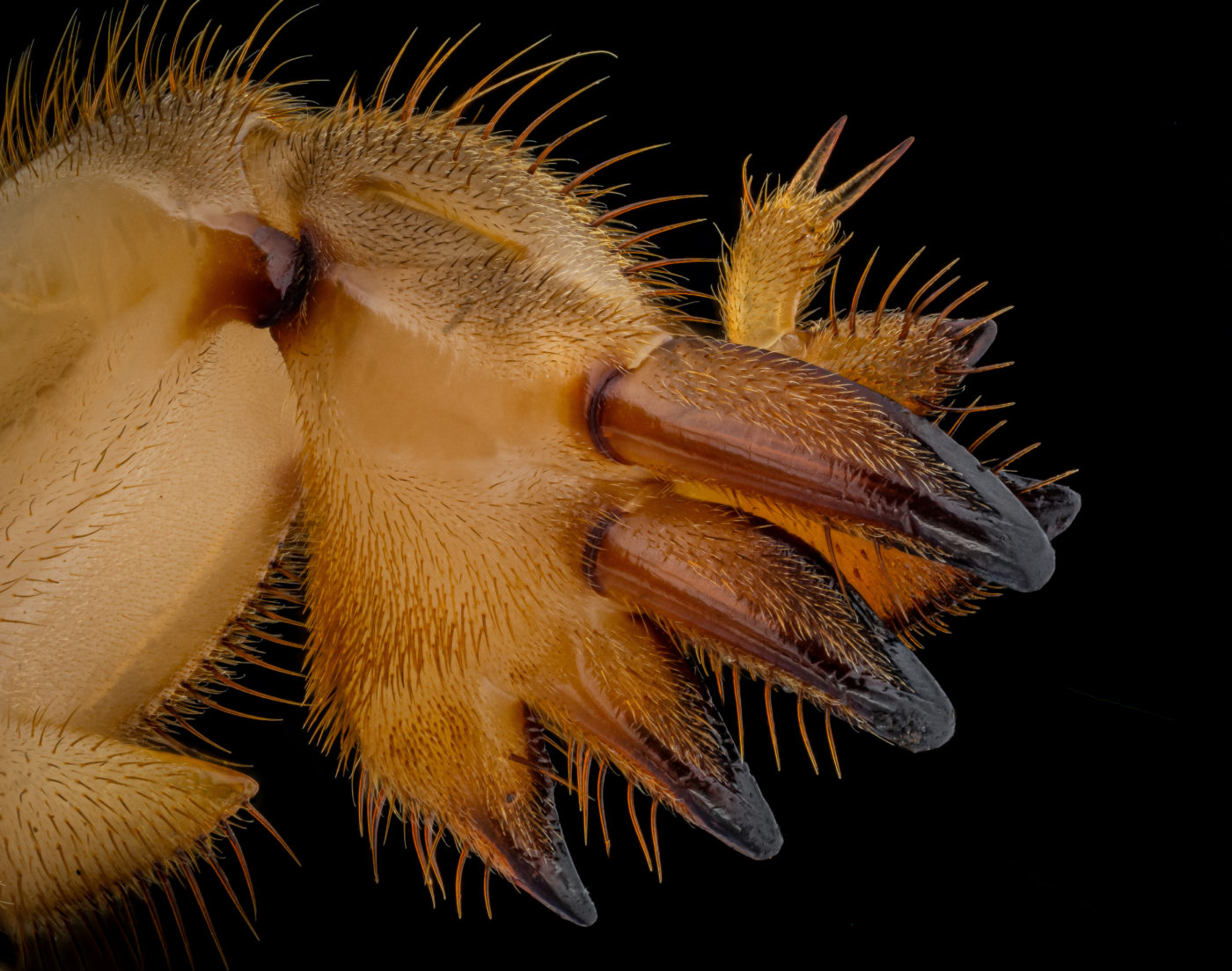 Mole cricket, Gryllotalpa gryllotalpa, foreleg
