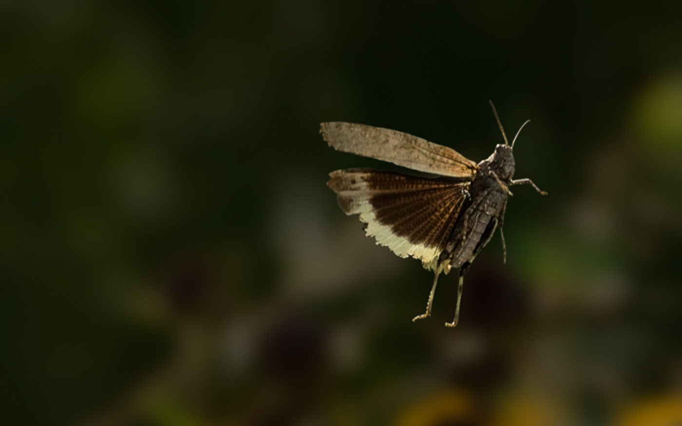 Locust jumping above yellow flower