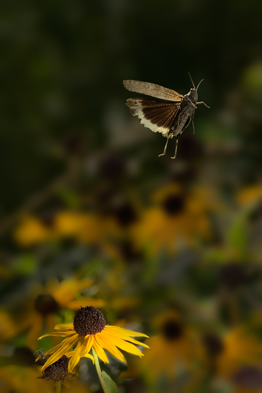 Locust jumping above yellow flower