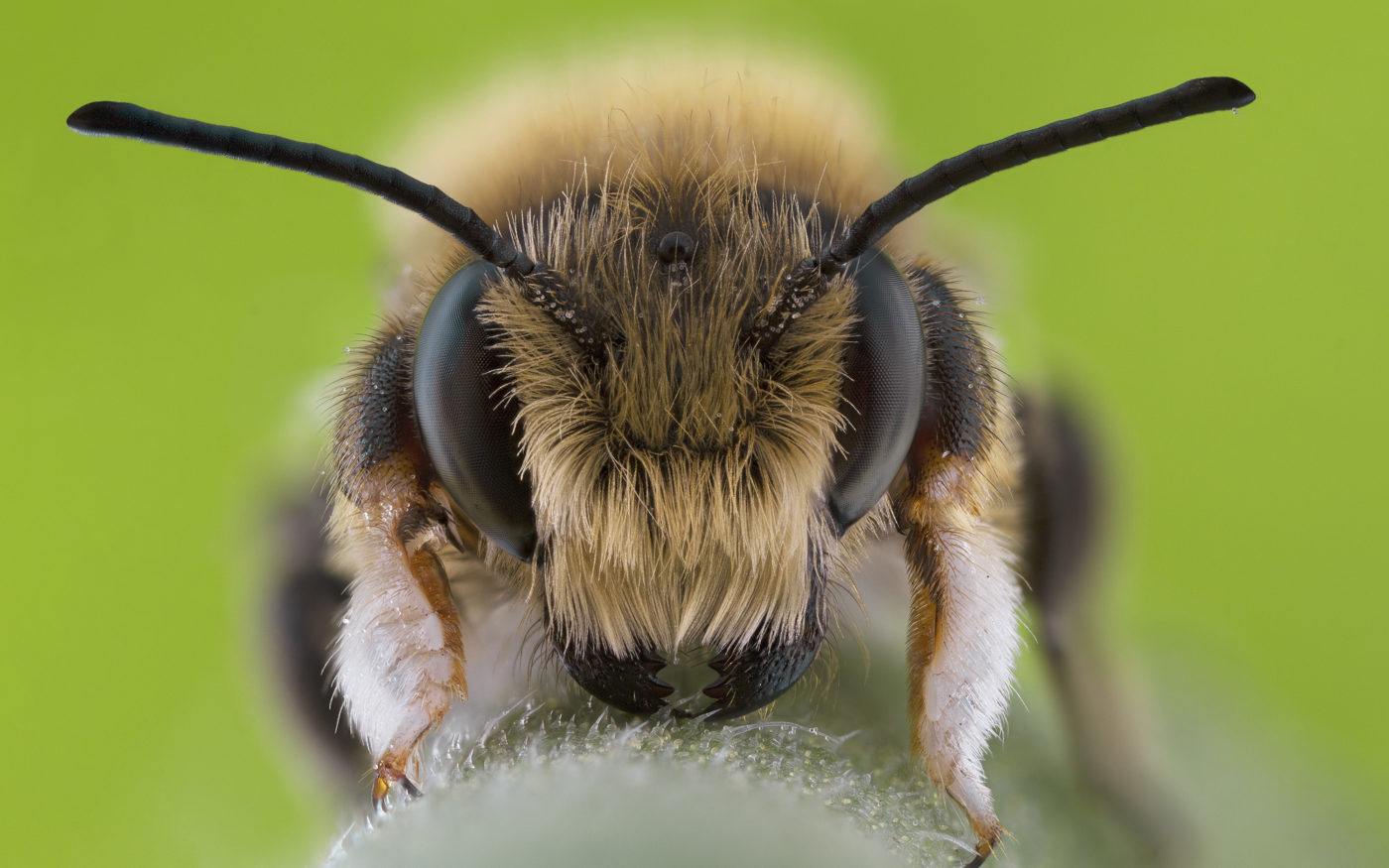 Close up of a Solitary Bee, Megachile willughbiella