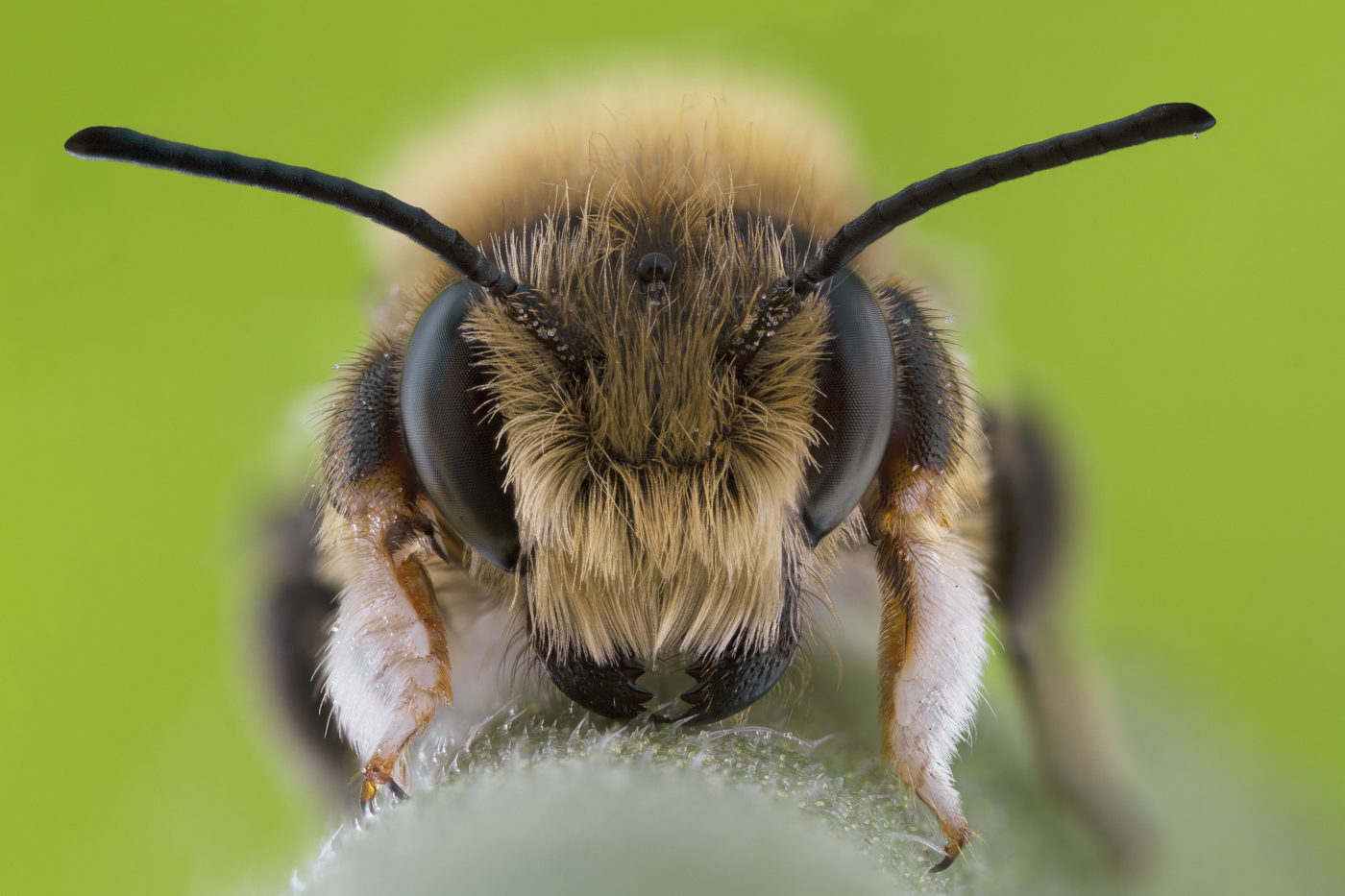 Close up of a Solitary Bee, Megachile willughbiella