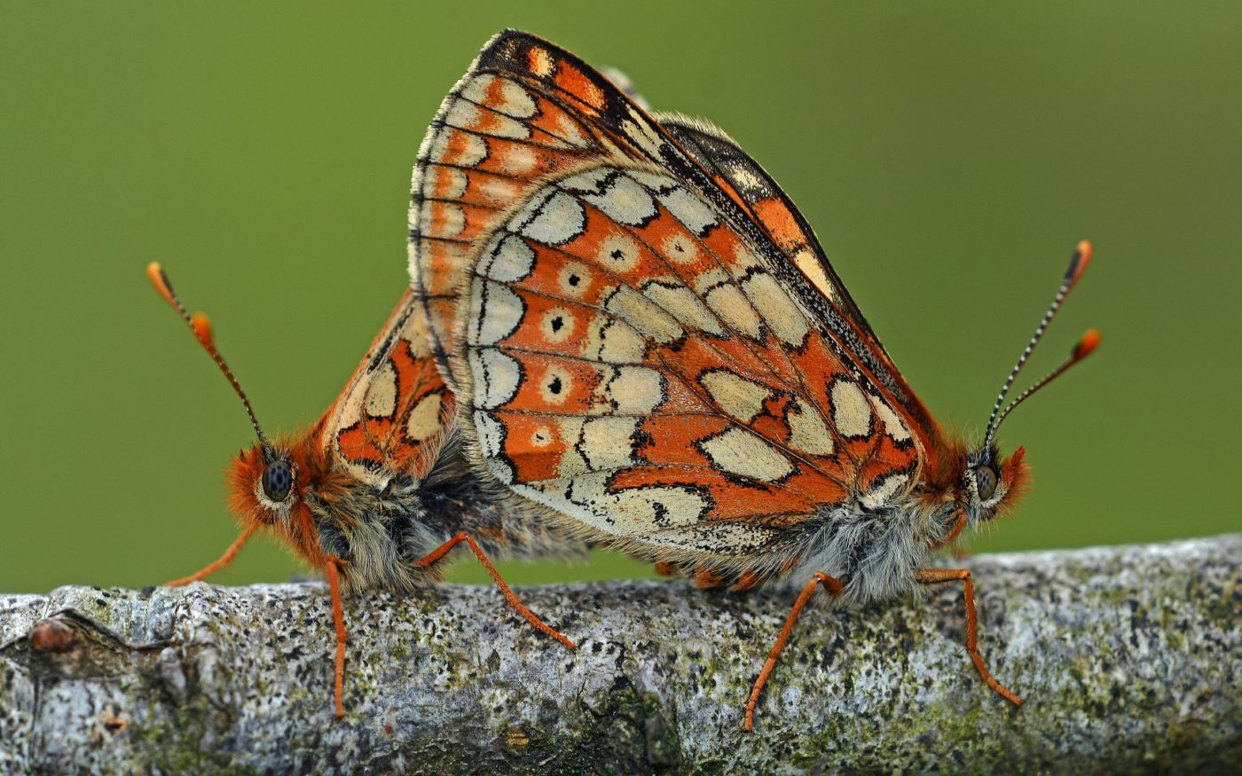 Two Marsh Fritillary butterflies, Euphydryas aurinia, on a twig