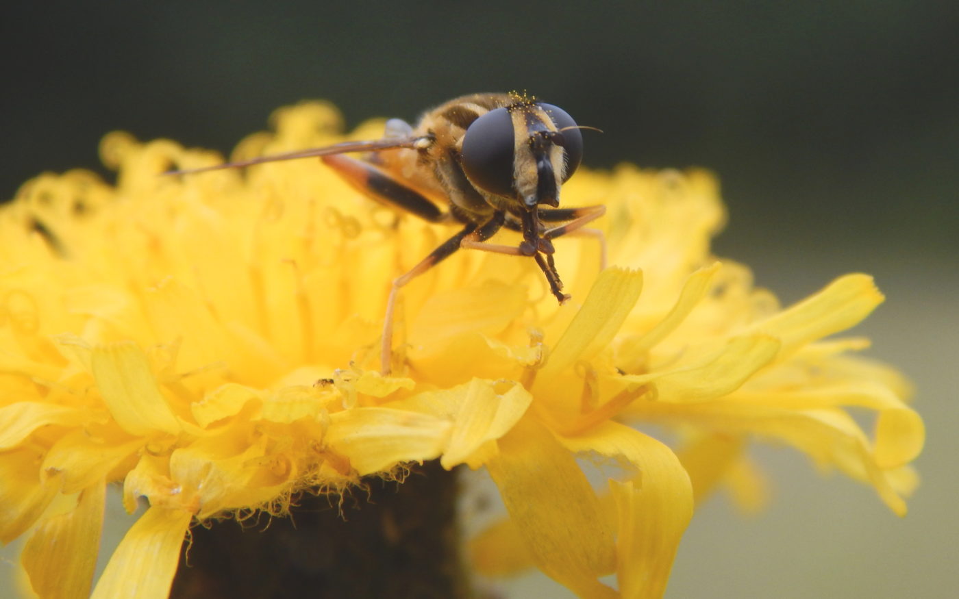 Hoverfly, Helophilus pendulus, on a yellow flower