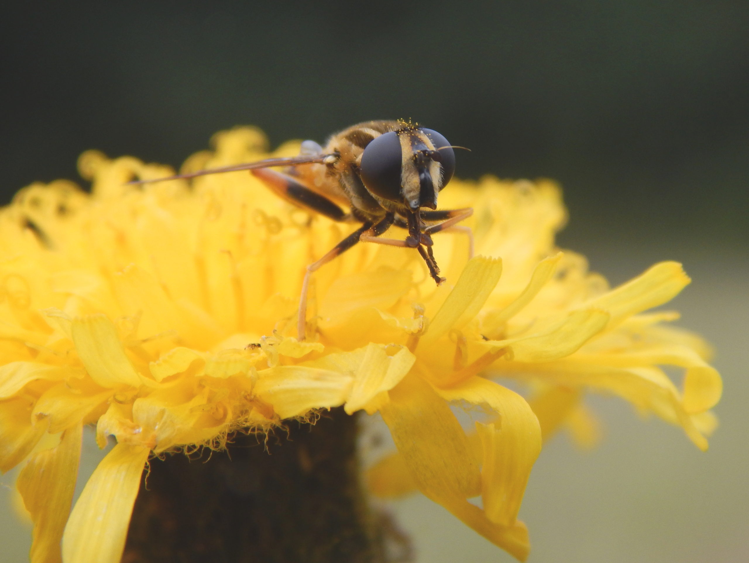 Hoverfly, Helophilus pendulus, on a yellow flower